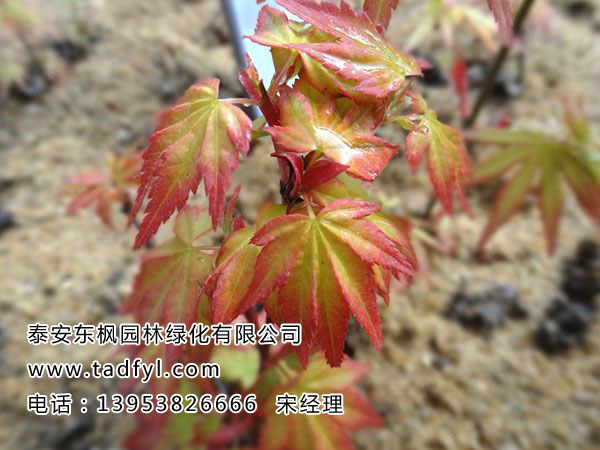 橙之夢(mèng)黃金楓