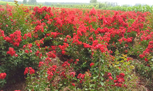 美國紅火箭紫薇的栽培管理要點